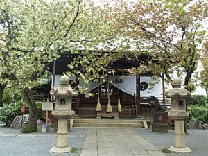 社殿前の八重桜