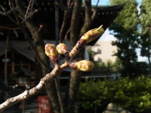 八重桜～福禄寿（フクロクジュ）