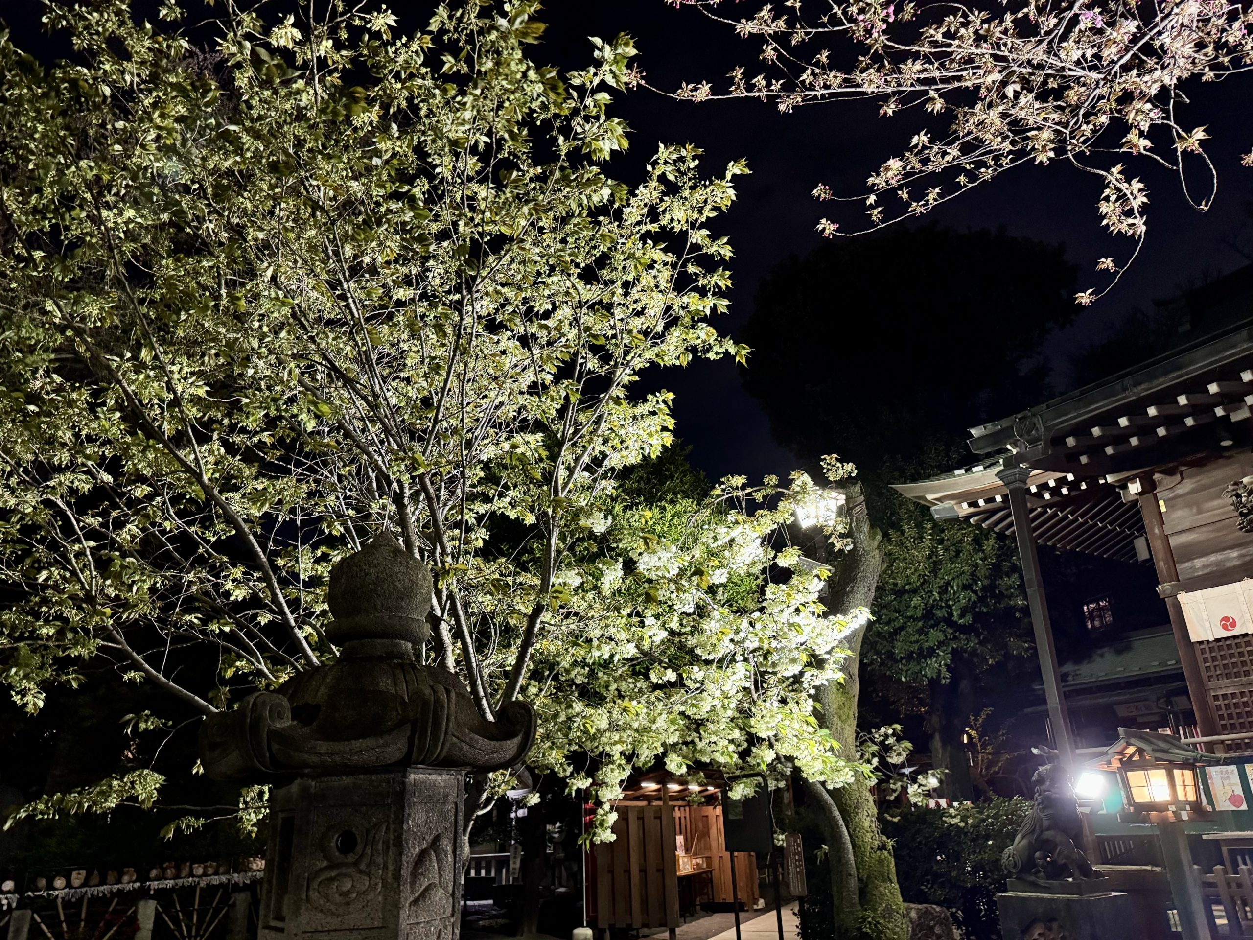 今日の御衣黄（令和8年4月7日）